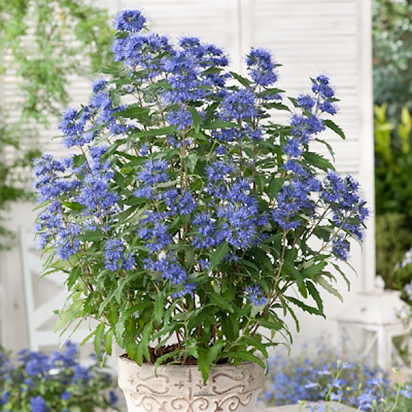 Caryopteris clandonensis Blauer Spatz (Porte)