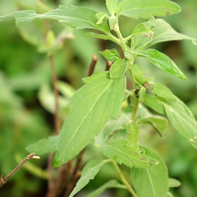 Caryopteris clandonensis Camara Pink (Follaje)