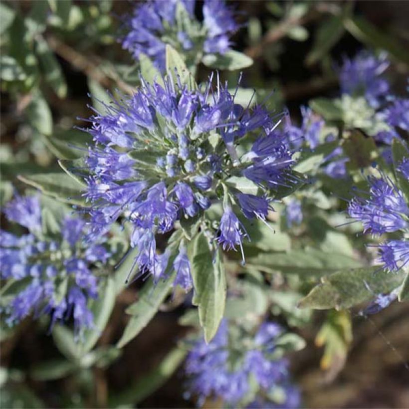 Caryopteris clandonensis Heavenly Blue (Floración)