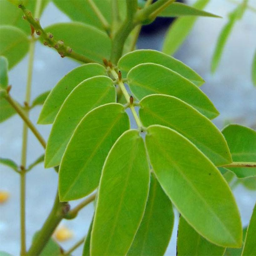 Cassia floribunda - Casia (Follaje)