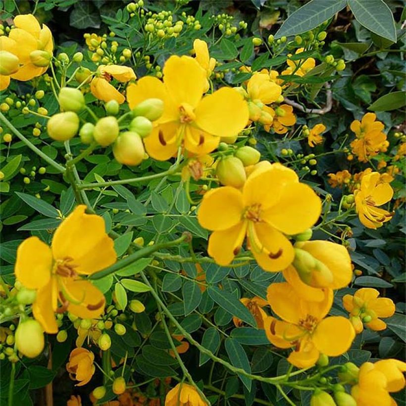 Cassia floribunda - Casia (Floración)