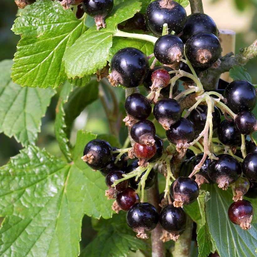 Grosella negra Noir de Bourgogne (Follaje)