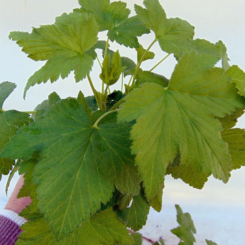 Grosella negra Noiroma (Follaje)