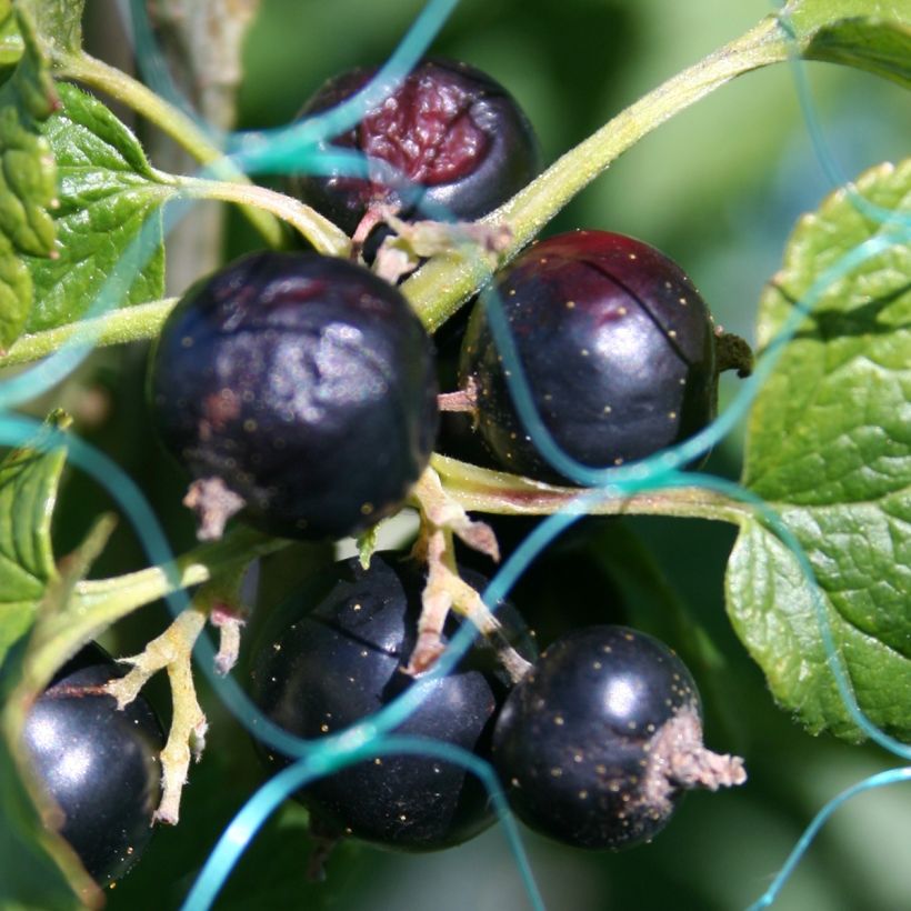 Grosella negra - Ribes nigrum (Cosecha)