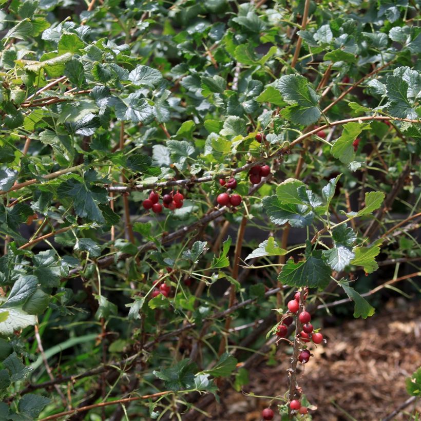 Grosella negra - Ribes nigrum (Porte)