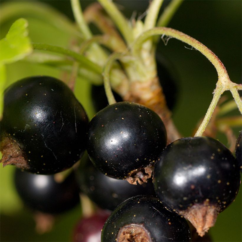 Grosella negra Titania (Cosecha)