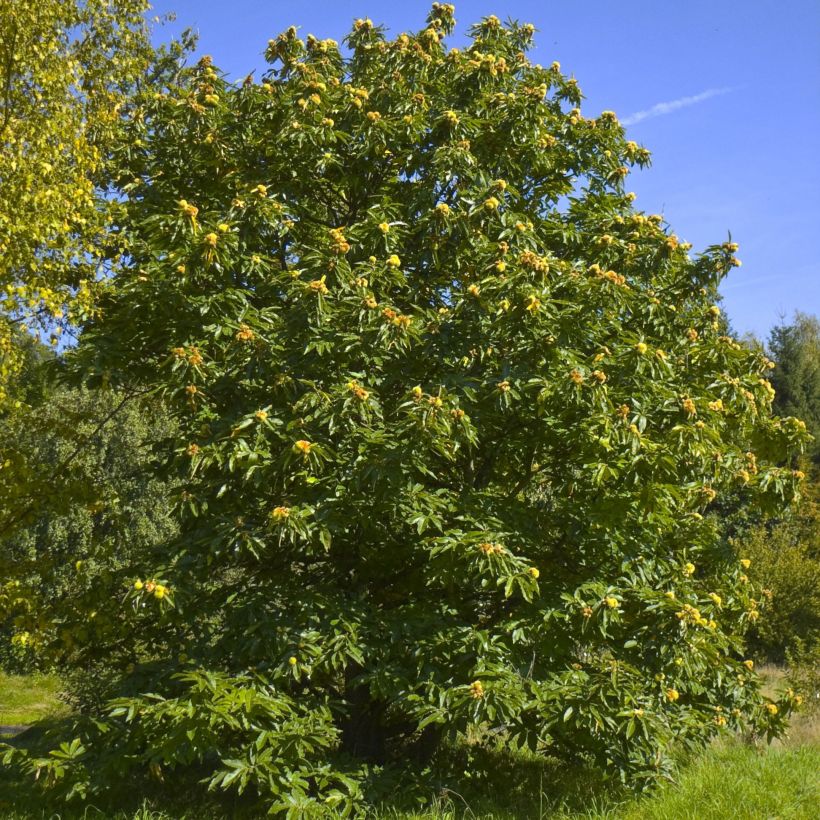 Castaño - Castanea sativa (Porte)