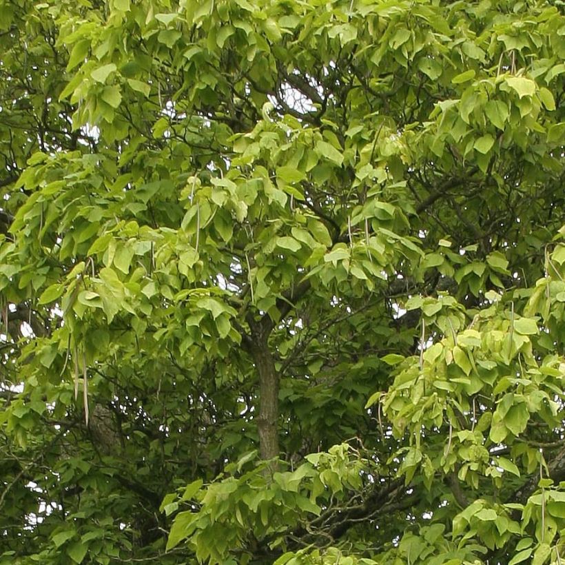 Catalpa bignonioides (Follaje)