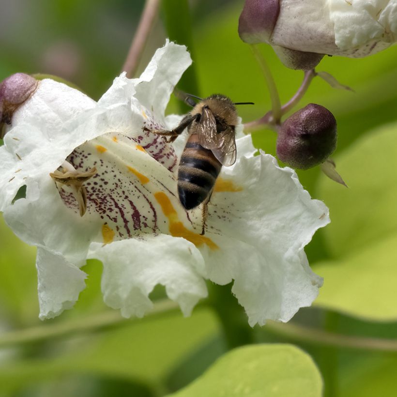 Catalpa bignonioides Aurea (Floración)