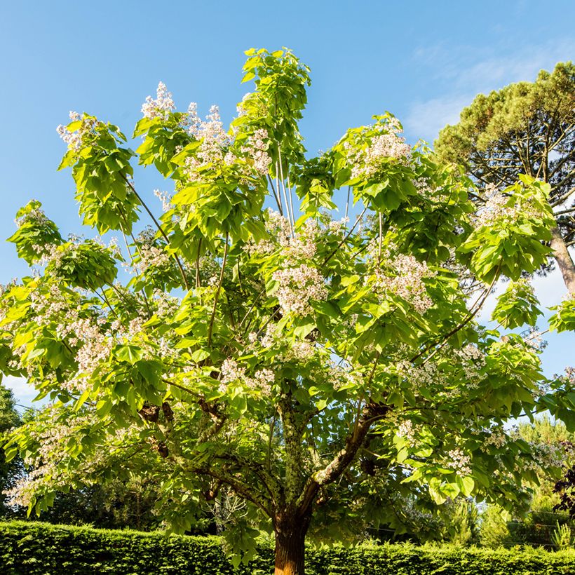 Catalpa bignonioides Aurea (Porte)