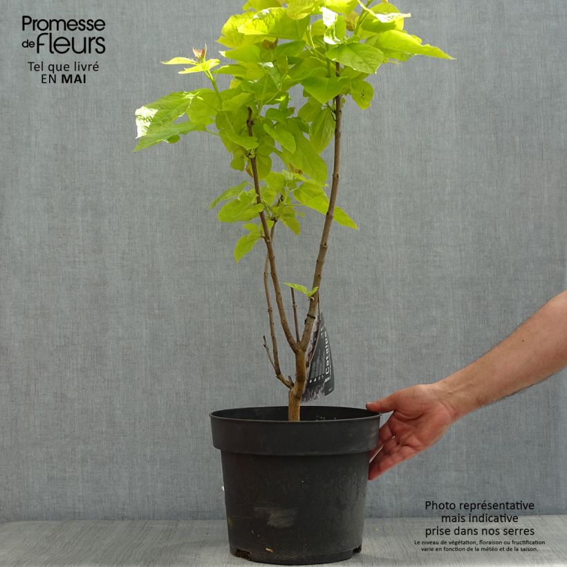 Catalpa bignonioides Aurea - Catalpa doré en pot de 4/5L Ejemplar entregado en la primavera