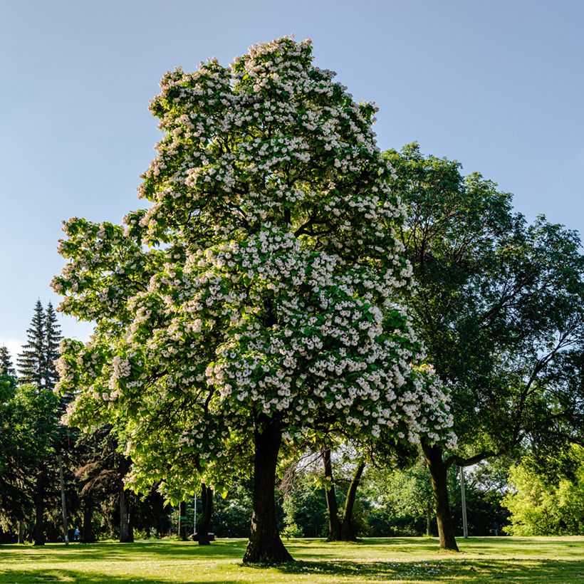 Catalpa bignonioides (Porte)