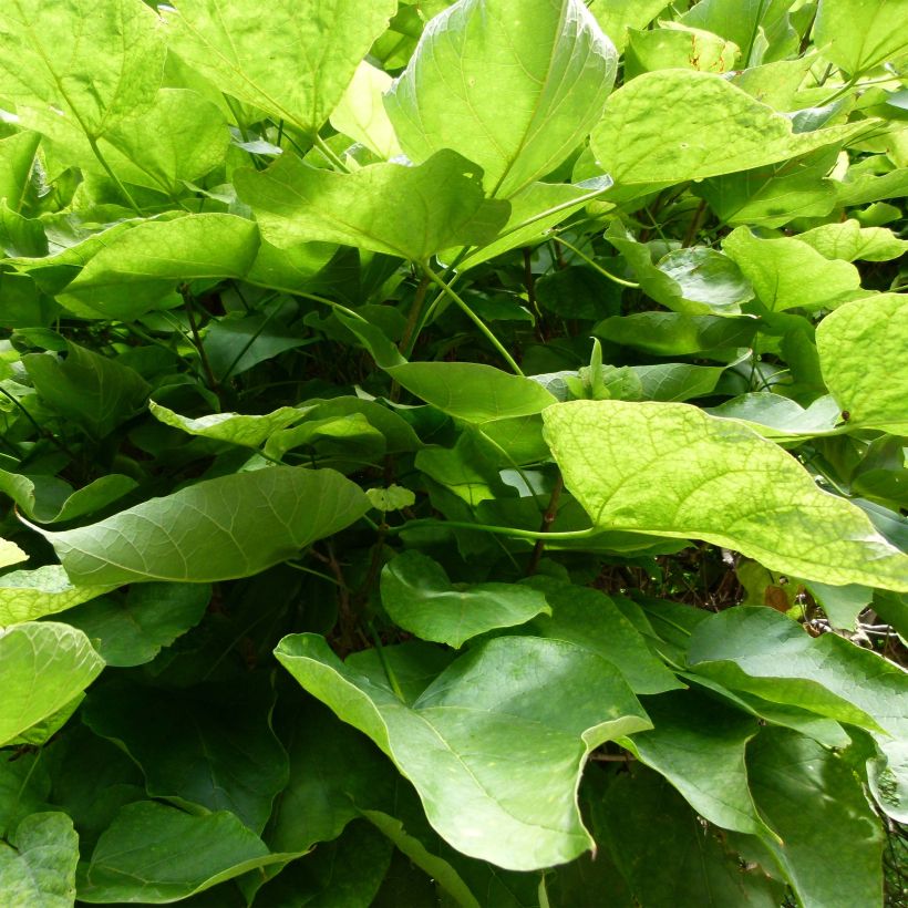 Catalpa bignonioides Nana (Follaje)