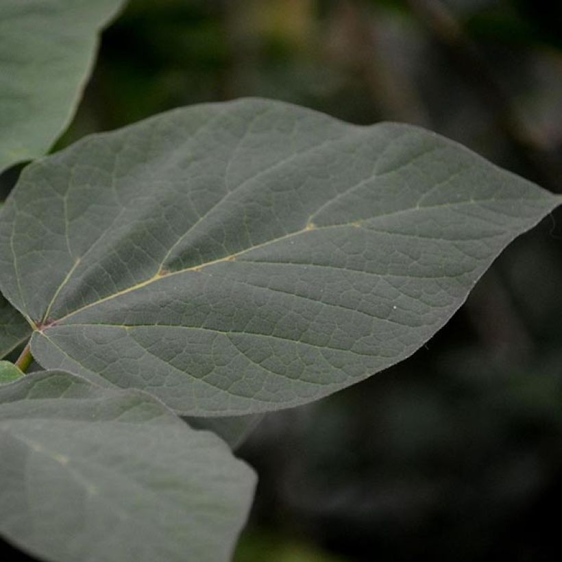 Catalpa erubescens Purpurea (Follaje)