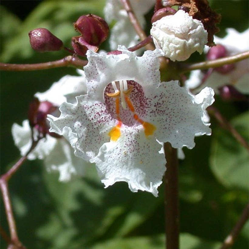 Catalpa erubescens Purpurea (Floración)