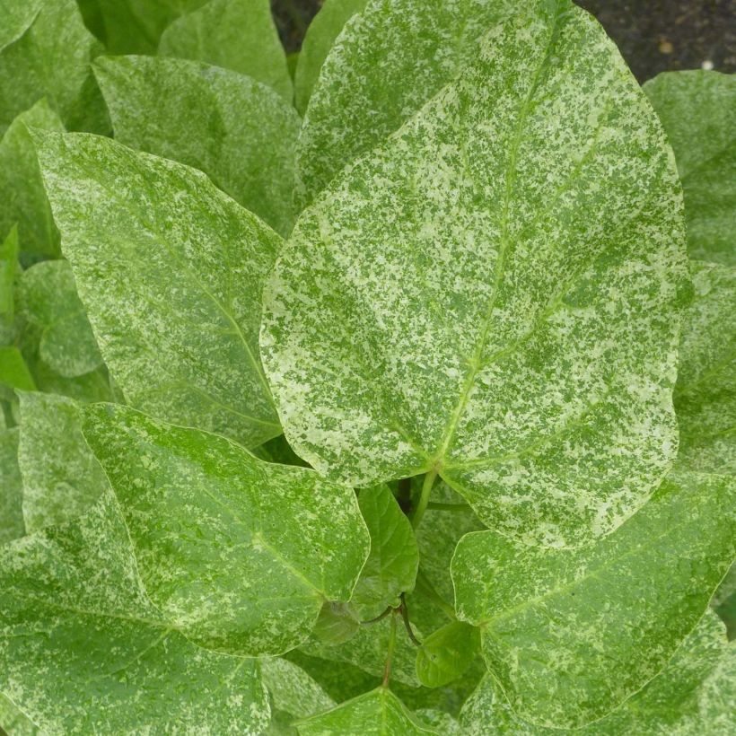 Catalpa speciosa pulverulenta (Follaje)