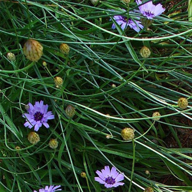 Catananche caerulea - Flecha de cupido (Follaje)