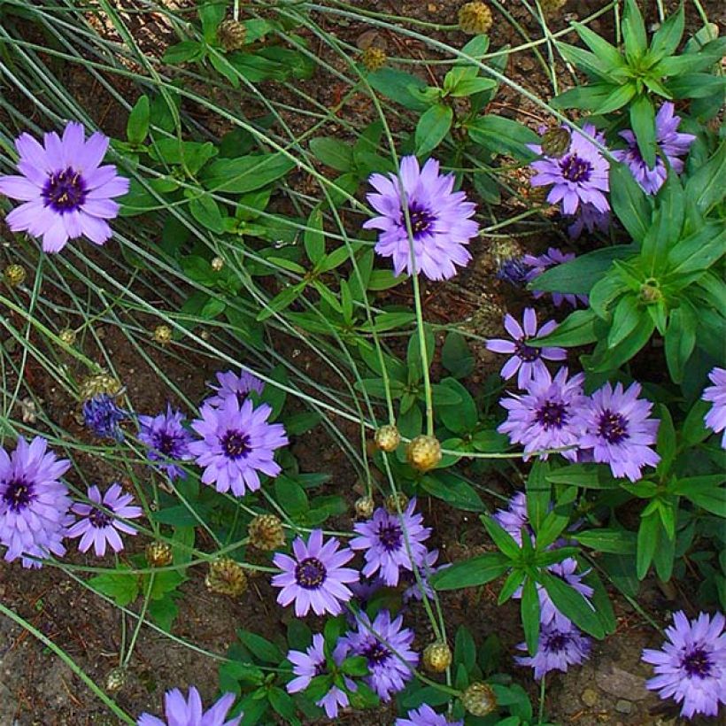 Catananche caerulea - Flecha de cupido (Floración)