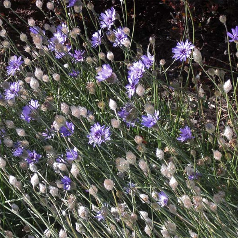 Catananche caerulea - Flecha de cupido (Porte)