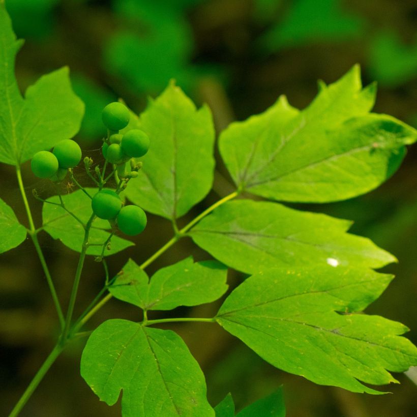 Caulophyllum thalictroides (Follaje)