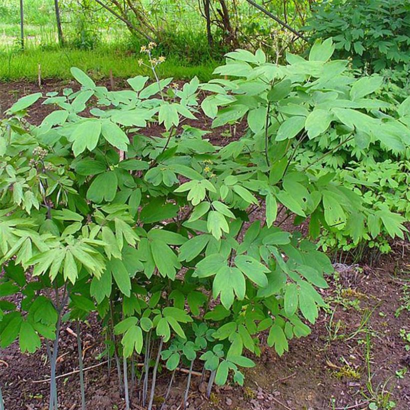 Caulophyllum thalictroides (Porte)