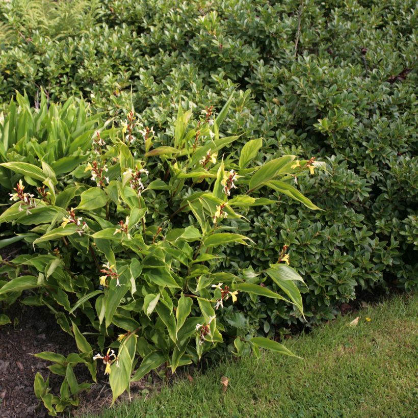 Cautleya gracilis - Jengibre amarillo (Porte)