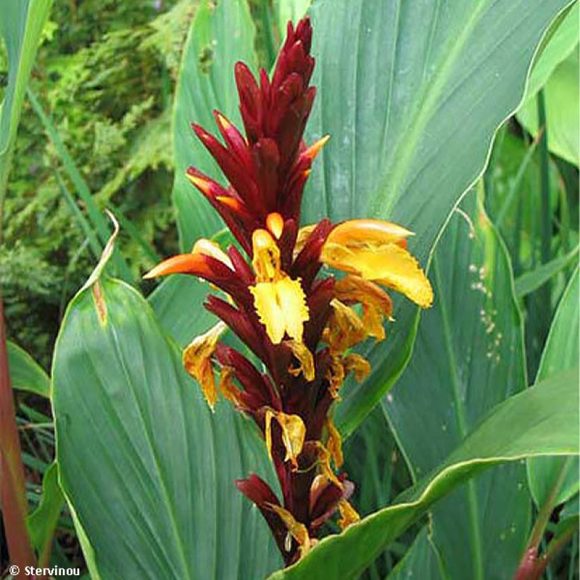 Cautleya spicata Robusta (Floración)