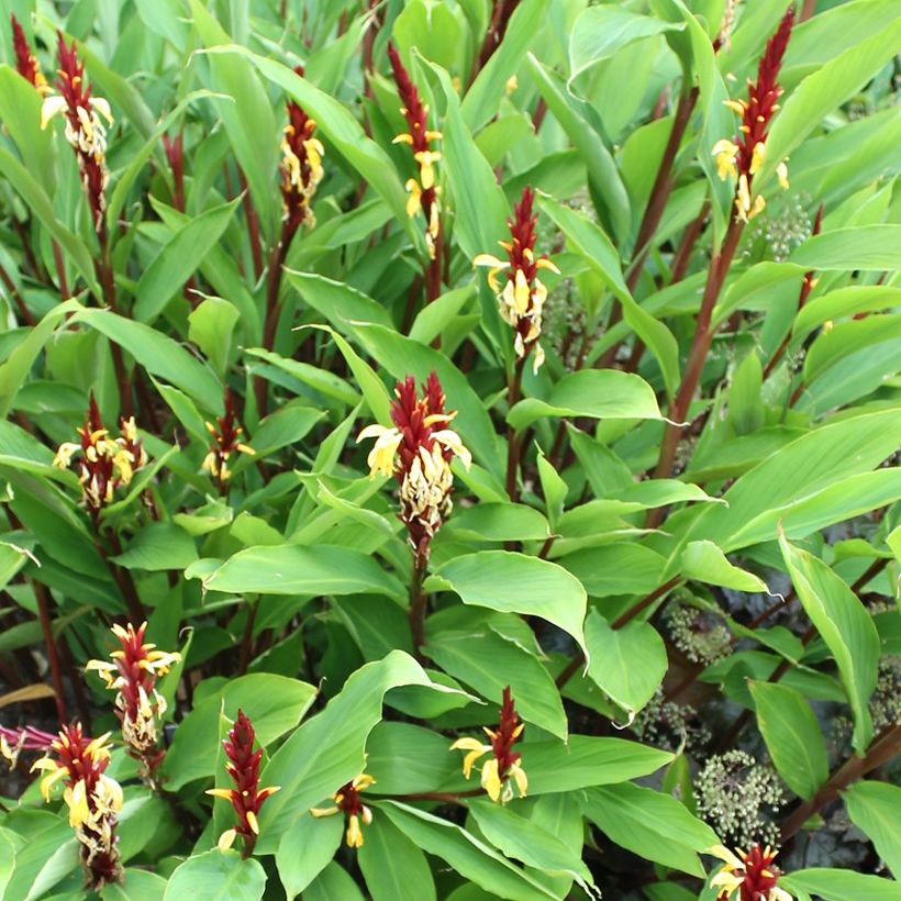 Cautleya spicata Robusta (Porte)