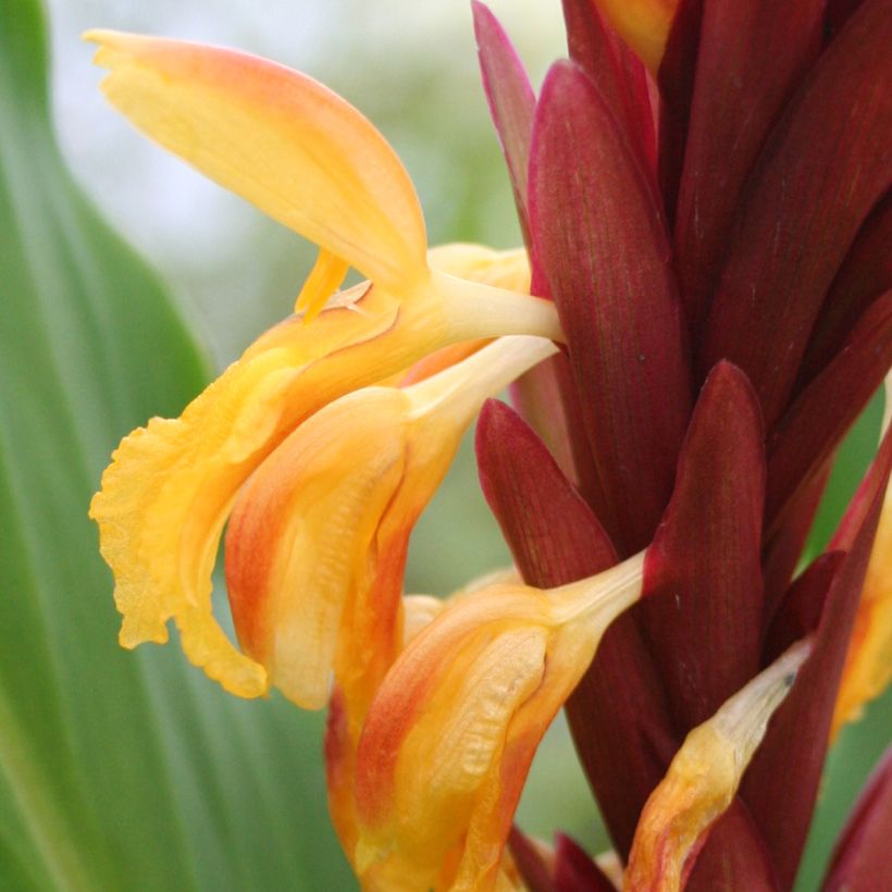 Cautleya spicata - Jengibre Mariposa (Floración)