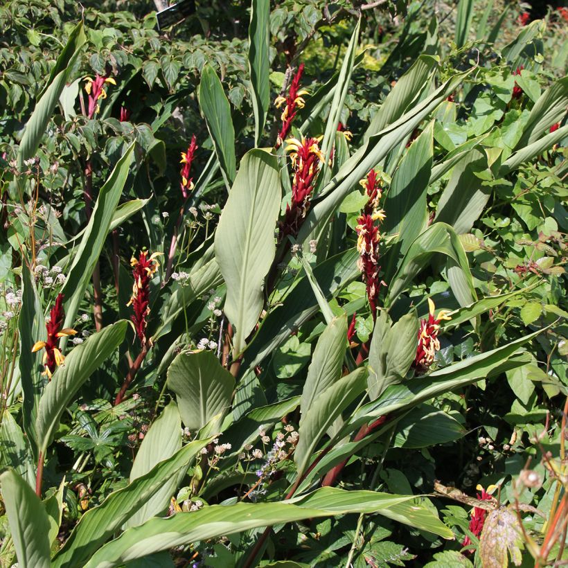 Cautleya spicata - Jengibre Mariposa (Porte)