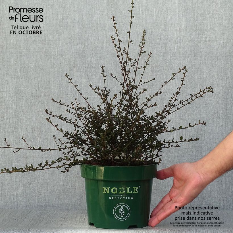 Ejemplar de Céanothe Blue Sapphire en pot de 2/3L Pot de 2L/3L entregado en otoño