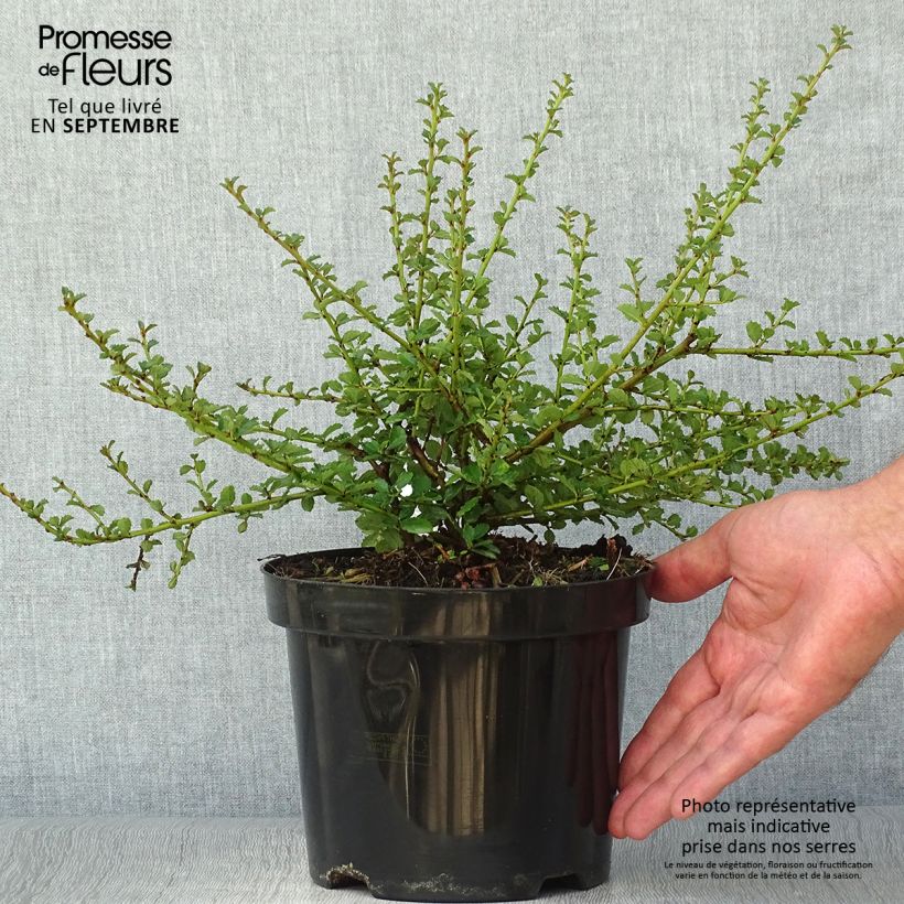 Ejemplar de Céanothe Edinburgh Pot de 2L/3L entregado en otoño