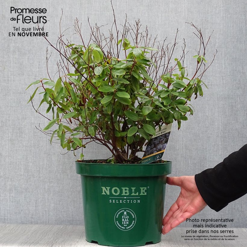 Ejemplar de Céanothe pallidus Marie Blue - Lilas de Californie en pot de 7,5L/10L entregado en otoño