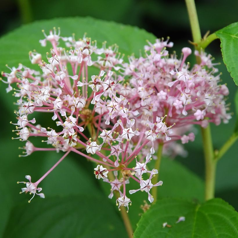 Ceanoto pallidus Marie Rose (Floración)