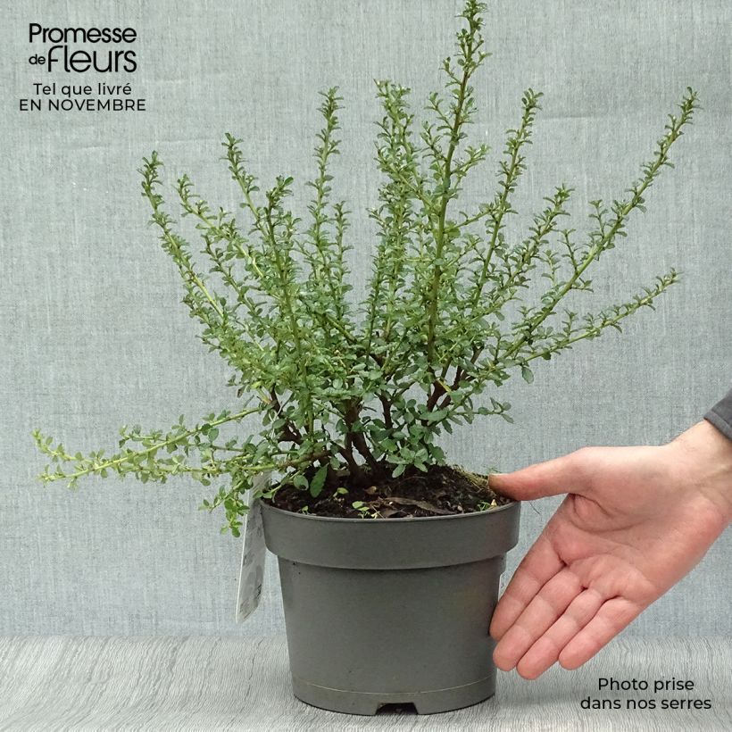 Ejemplar de Céanothe (x) Blue Mound Pot de 2L/3L entregado en otoño