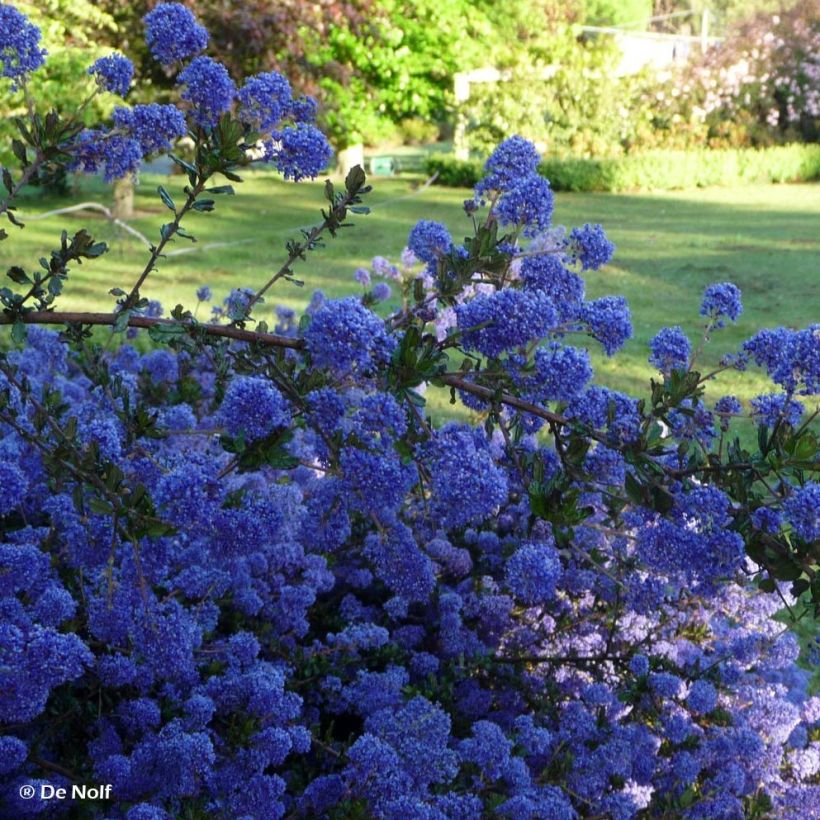 Ceanoto thyrsiflorus var. repens Blue Sapphire (Floración)