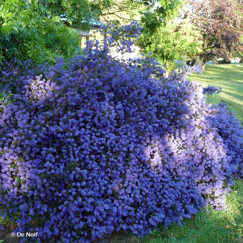 Ceanoto thyrsiflorus var. repens Blue Sapphire (Porte)