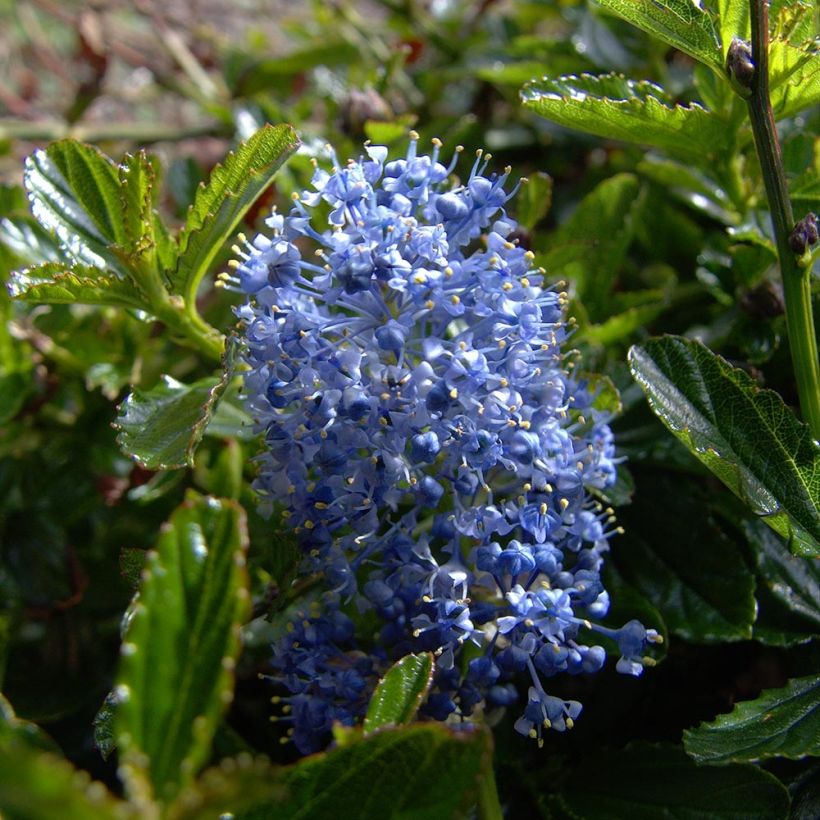 Ceanoto Burkwoodii (Floración)