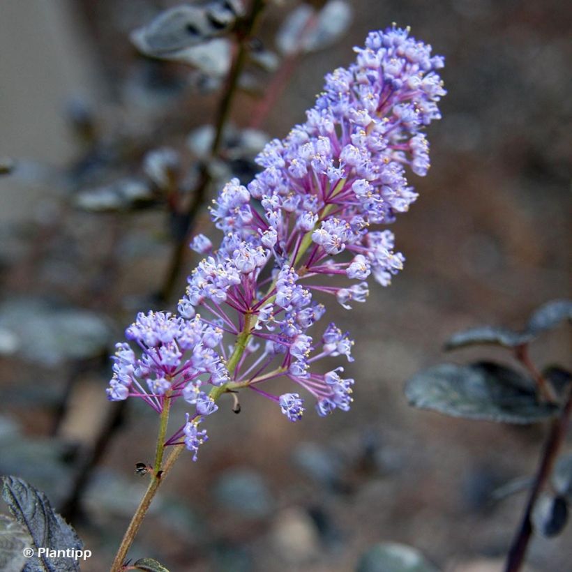 Ceanoto thyrsiflorus Tuxedo (Floración)