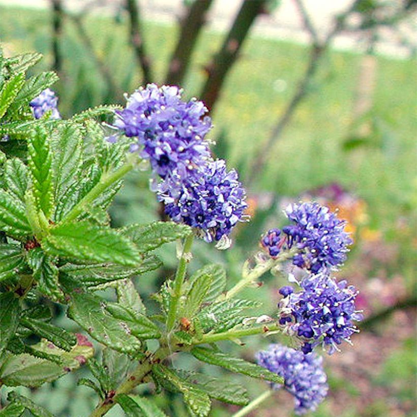 Ceanoto Blue Diamond (Floración)