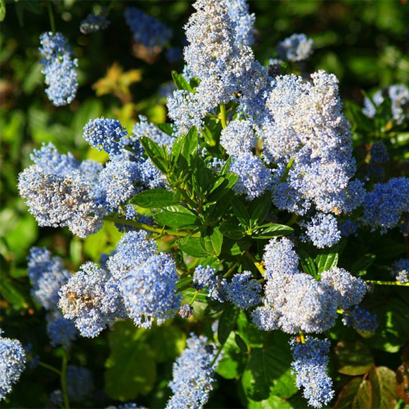 Ceanothus arboreus Concha - Ceanoto arbóreo (Floración)