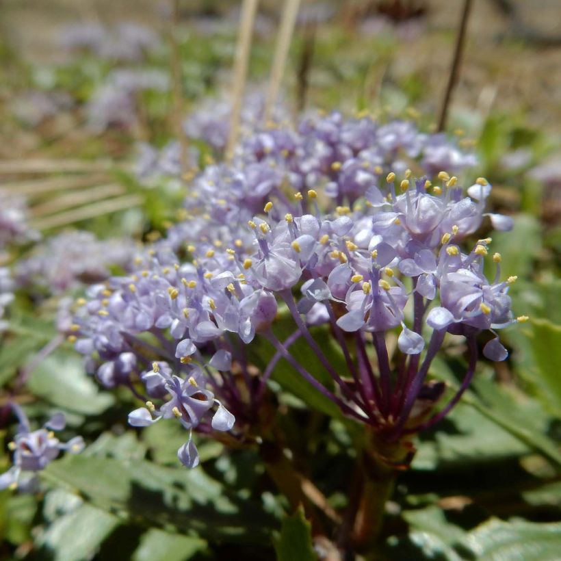 Ceanoto prostratus Prostratus (Floración)