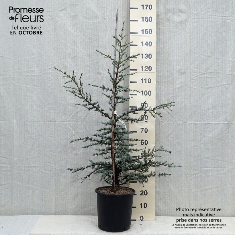 Ejemplar de Cèdre bleu de l'Atlas - Cedrus libani atlantica Horstmanns Silberspitz Pot de 12L/15L entregado en otoño