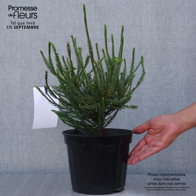 Ejemplar de Cryptomeria japonica Araucarioides - Cèdre du Japon en pot entregado en otoño