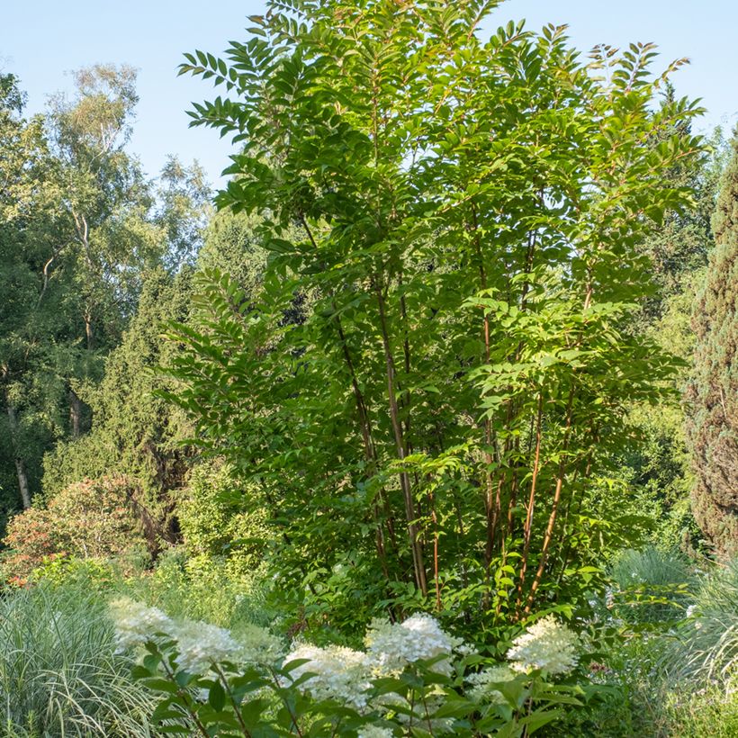 Toona sinensis - Caoba china (Porte)