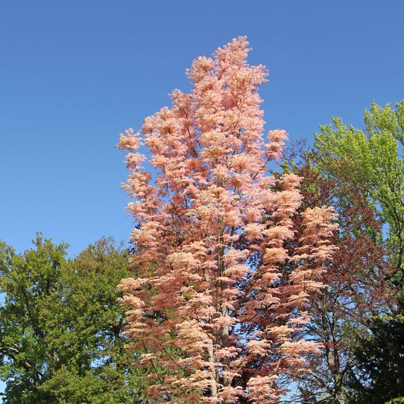 Toona sinensis Flamingo - Caoba china (Porte)