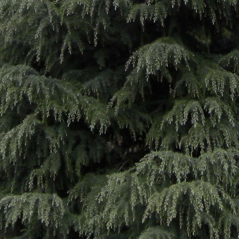 Cedro del Himalaya - Cedrus deodara Feeling Blue - Cedro del Himalaya (Follaje)