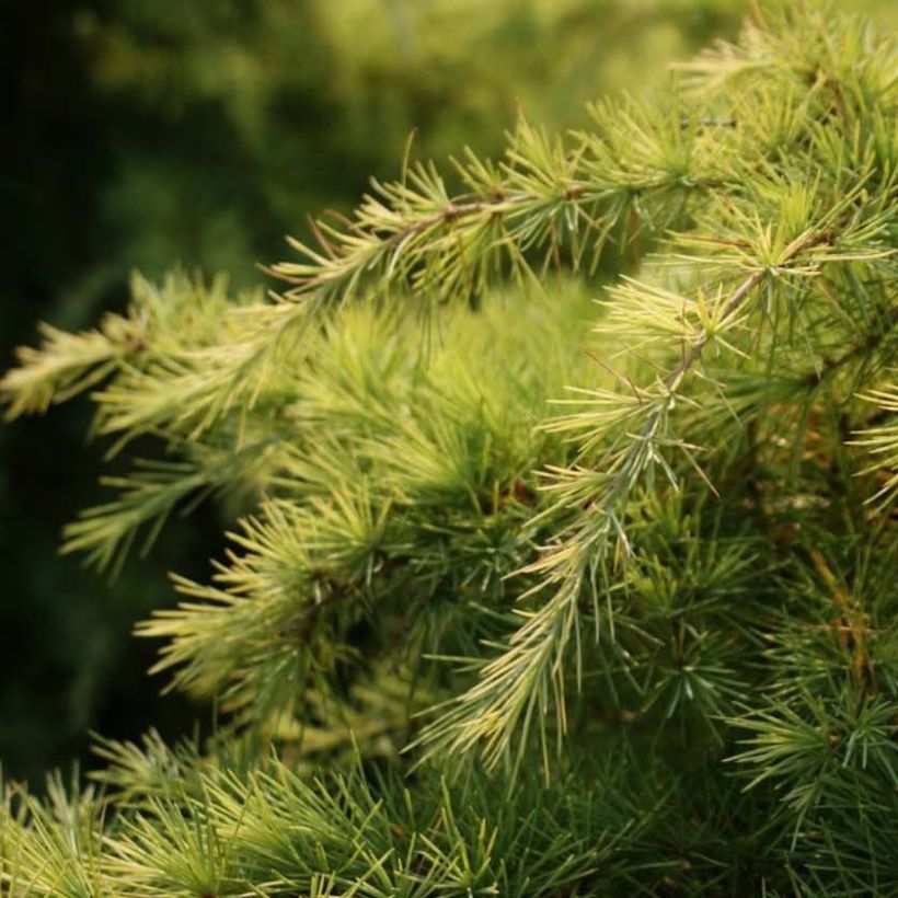 Cedro del Himalaya - Cedrus deodara Aurea (Follaje)