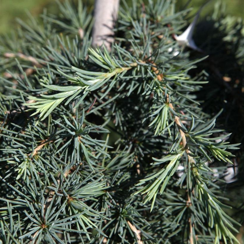 Cedro del Himalaya - Cedrus deodara Feeling Blue (Follaje)