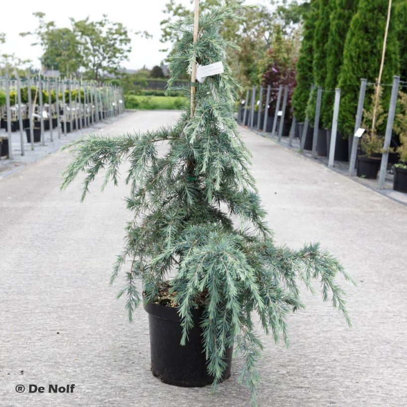 Cedro del Himalaya - Cedrus deodara Feeling Blue (Porte)